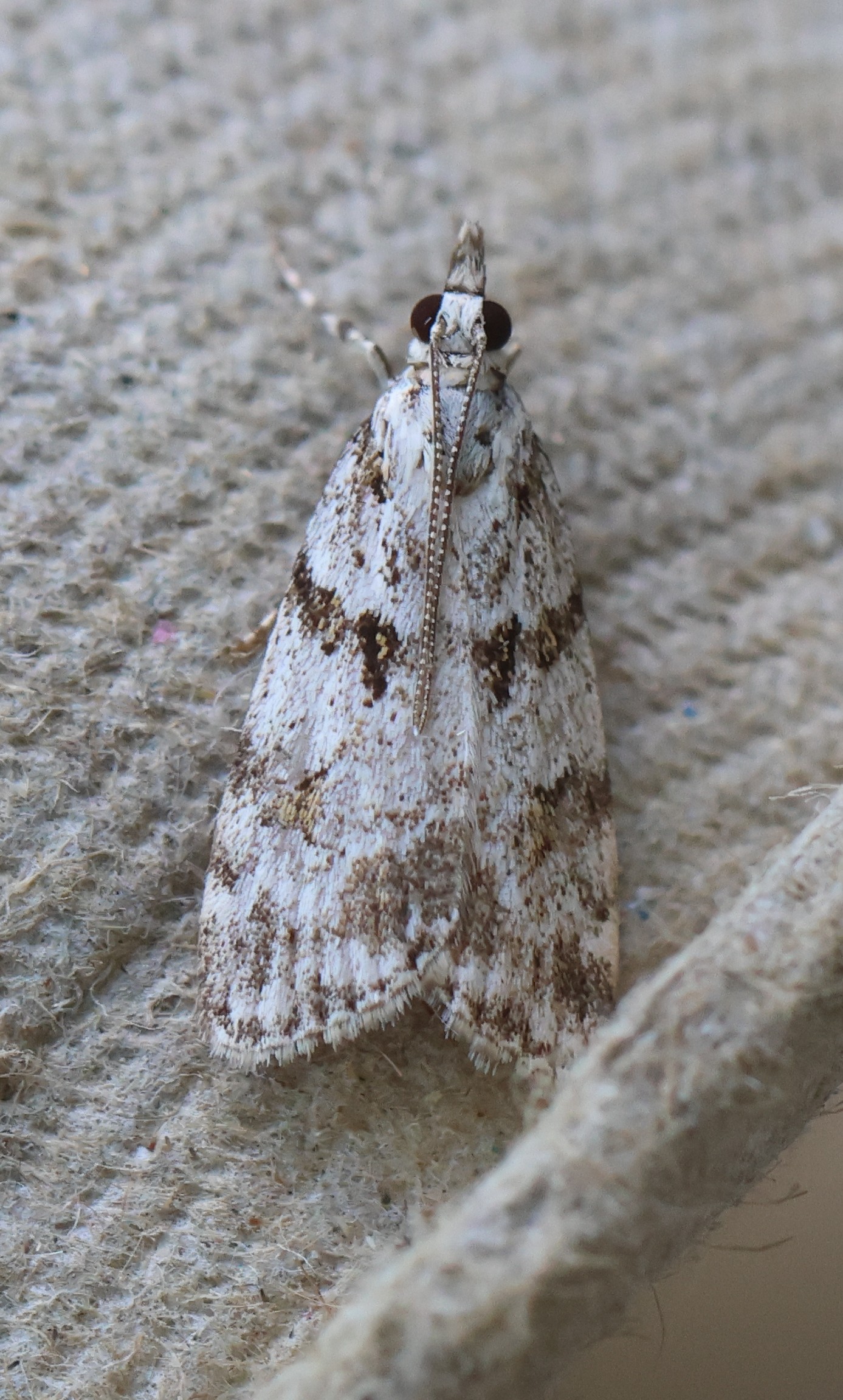 Photo of Scoparia ingratella